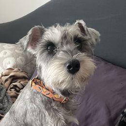 Sophia - Miniature Schnauzer