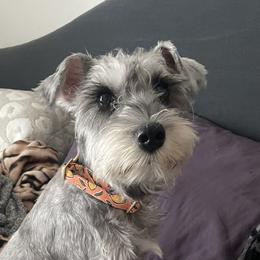 Sophia - Miniature Schnauzer