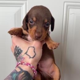 Boy 2 with white chest - Chocolate and tan male Dachshund puppy in Madison, Wisconsin from SK Miniature   Dachshunds