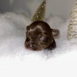 Crypto - Chocolate, tan and white male Yorkshire Terrier puppy in Lynwood, Illinois from SaintNicksWay