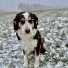 Harlow - Bernedoodle