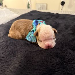 Boy 1 - Red male Boston Terrier puppy in Richburg, South Carolina from Hidden Valley Bostons