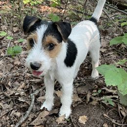Russell Terrier Puppies from Acorn Ridge JRT