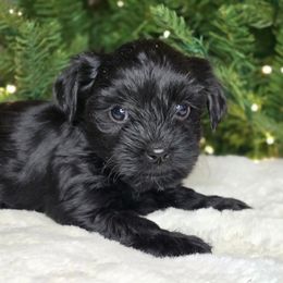 Lucy - Parti female Yorkshire Terrier puppy in Mountain Grove, Missouri from Precious Puppies