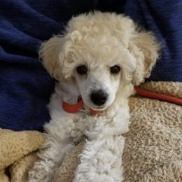 Poodles from Camarada Poodles