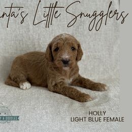 Holly - Apricot female Goldendoodle puppy in Inez, Texas from Heavenly H Doodles