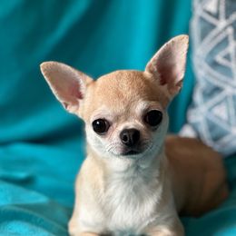 Vanilla - Fawn female Chihuahua puppy in Allentown, Pennsylvania from Tsunami Cockers & Chihuahuas