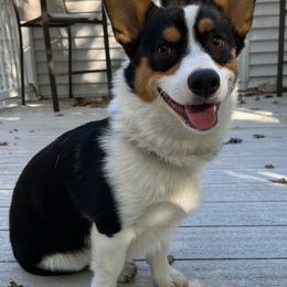 American Corgis and Pembroke Welsh Corgis from MKM Corgi Company