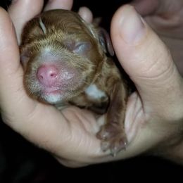 Cavalier King Charles Spaniel Puppies from Cavaliers of the County Macon