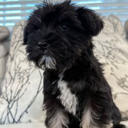 Wednesday - Black and silver female Miniature Schnauzer puppy in La Mirada, California from SchnauzersRus