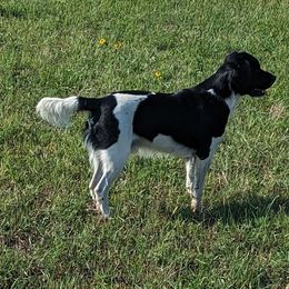 English Springer Spaniel All Grown Up from Sho-Me Springers