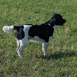 English Springer Spaniel All Grown Up from Sho-Me Springers