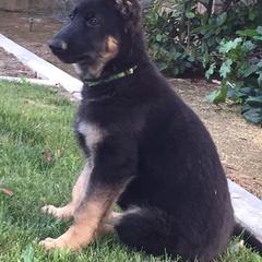 Cardigan Welsh Corgi and German Shepherd Puppies from Sogne Fjord German Shepherds & Cardigans