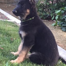 Cardigan Welsh Corgi and German Shepherd Puppies from Sogne Fjord German Shepherds & Cardigans