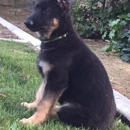 Cardigan Welsh Corgi and German Shepherd Puppies from Sogne Fjord German Shepherds & Cardigans