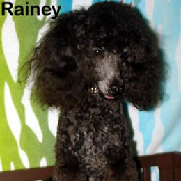 Rainey - Poodle