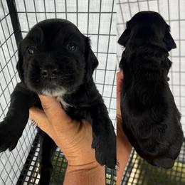 Boy 3 - Black male English Cocker Spaniel puppy in Millen, Georgia from Pine Hill Kennels