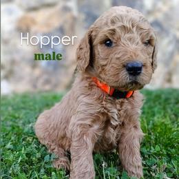 Hopper - Apricot male Goldendoodle puppy in Ringgold, Georgia from Re Family Doodles