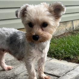 Yorkipoos and Yorkshire Terriers from OK Puppies LLC
