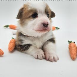 Harry - Red male Pembroke Welsh Corgi puppy in Kiowa, Colorado from Cool Water Corgis LLC