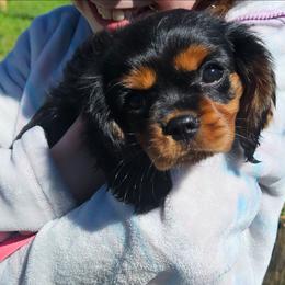 Belle - Black and tan female Cavalier King Charles Spaniel puppy in Castorland, New York from Faithful Friends Cavaliers