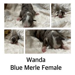Wanda - Blue merle Australian Shepherd puppy in Banning, California from Flying R Aussie Ranch