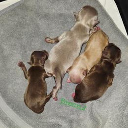 Chocolate and tan boy - Chocolate and tan male Chihuahua puppy in Richmond, Virginia from Breens