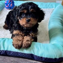 Tiana - Black and tan female Cavapoo puppy in Macomb, Missouri from Hunter's Puppies