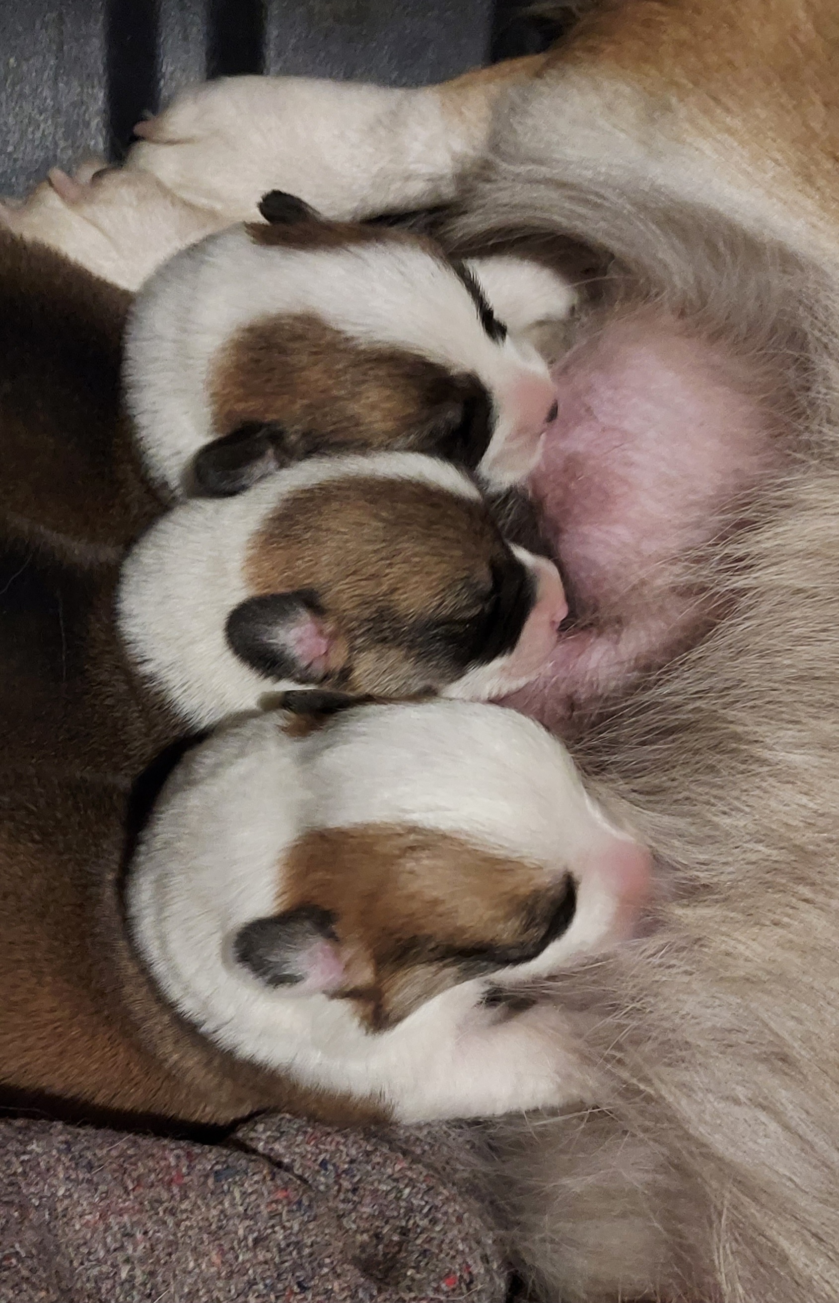 Pembroke Welsh Corgi Puppies from Gary's Pembroke Welsh Corgis