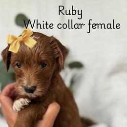Ruby - Red  female Goldendoodle puppy in Chesapeake, Virginia from Buck's Pups