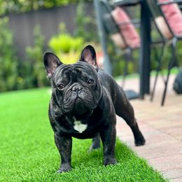 Sunny - French Bulldog