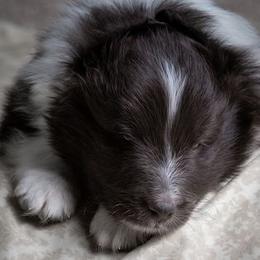Shetland Sheepdog Puppies from Shirehill Shelties