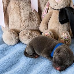 Blue Collar - Blue male American Pit Bull Terrier puppy in Tenino, Washington from West Winds American Pit Bull Terriers