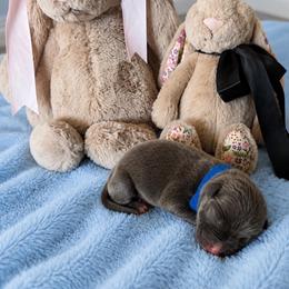 Blue Collar - Blue male American Pit Bull Terrier puppy in Tenino, Washington from West Winds American Pit Bull Terriers