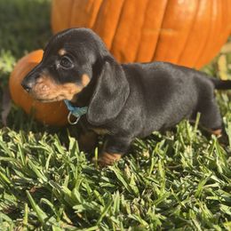 Blue Collar - Black and tan male Dachshund puppy in Anaheim, California from SoCal Mini Dachshunds