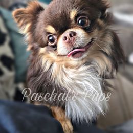 Whiskey - Chihuahua