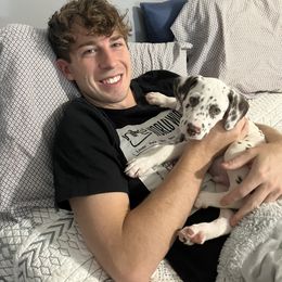 Dalmatian All Grown Up from Kasens Dalmatians