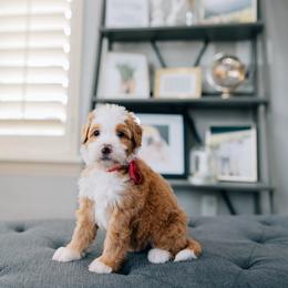 Dolly - Red female Bernedoodle puppy in Murray, Utah from Sun Valley Doodles