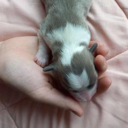 Boy 2 - Blue male Pembroke Welsh Corgi puppy in Michigan from Metzger Homestead
