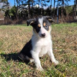 Girl 3 - Tri-color female Border Collie puppy in Piedmont, South Carolina from Soaring Borders Border Collies