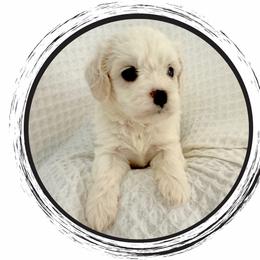 Mr. Darcy - White male Cavapoo puppy in Oak Island, North Carolina from Carolina Cavapoo Puppies