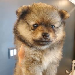 Doralee - Cream sable female Pomeranian puppy in Saint Charles, Missouri from Bisous Pomeranians & Heartland Sh