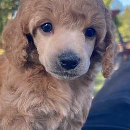 Poodles from Randall’s Poodles