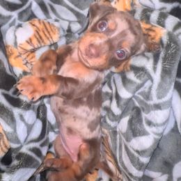 Dachshund Puppies from Garland Weens