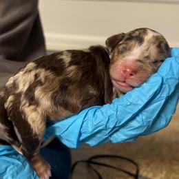 Heath - Chocolate merle male Bernedoodle puppy in Richmond, Texas from Harper’s Heartbeats