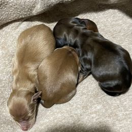 Dachshund Puppies from Hughes's doxies