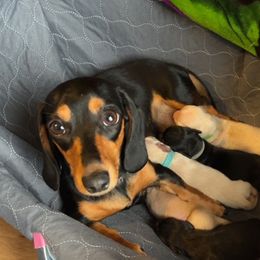 Coco - Dachshund