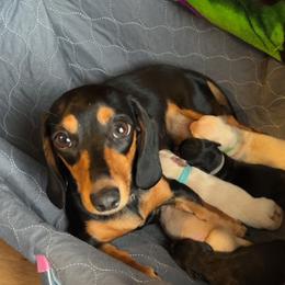 Coco - Dachshund