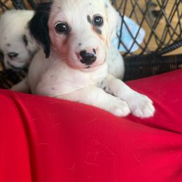 Amber - White and black female Dalmatian puppy in Bremen, Georgia from Clark’s Dalmatians