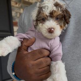 Baby Ruth - Chocolate merle female Bernedoodle puppy in Richmond, Texas from Harper’s Heartbeats